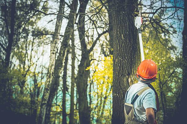 How Our Tree Care Process Works  in  West Point, KY